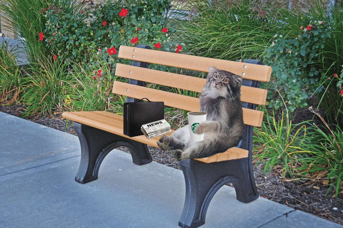 The manul was forced to work a 9-5