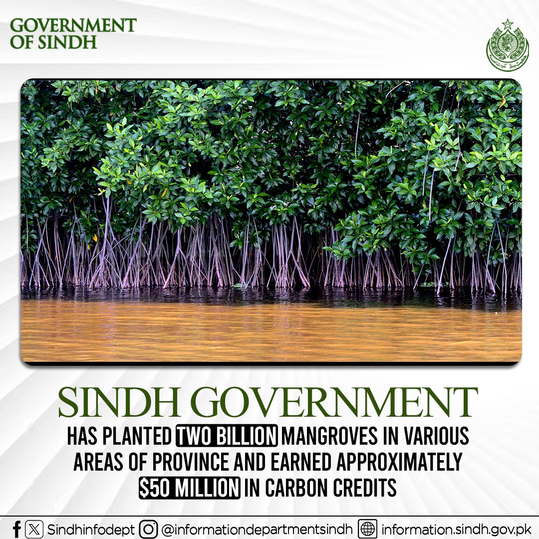 TofiqueBhatti5's tweet image. Sindh government has planted two billion mangroves in various areas of province and earned approximately $50 million in carbon credits.

#ProgressiveSindh #VisionSindh
