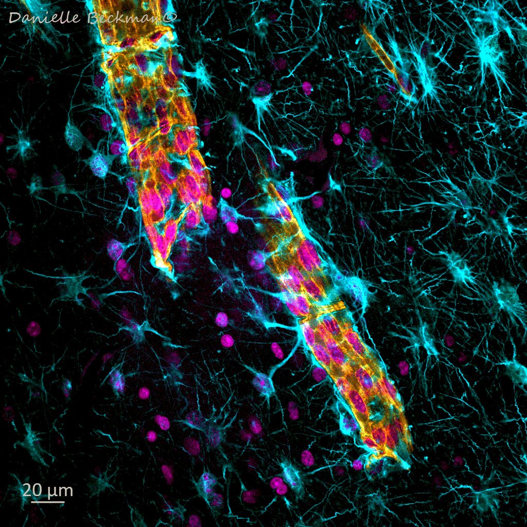 Danielle Beckman tweet media