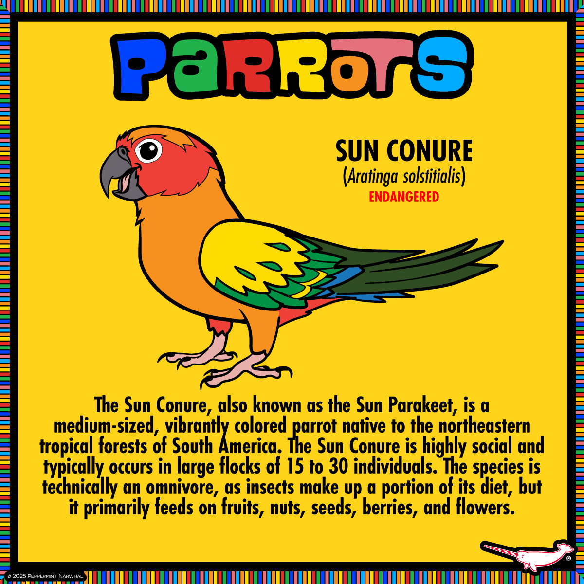 #Parrots - #SunConure

#PeppermintNarwhal's #Kickstarter #Make100 - #Parrots - Pledge Now! kickstarter.com/projects/peppe…

Hurry! The campaign ends Sat. Feb. 1, 2025.