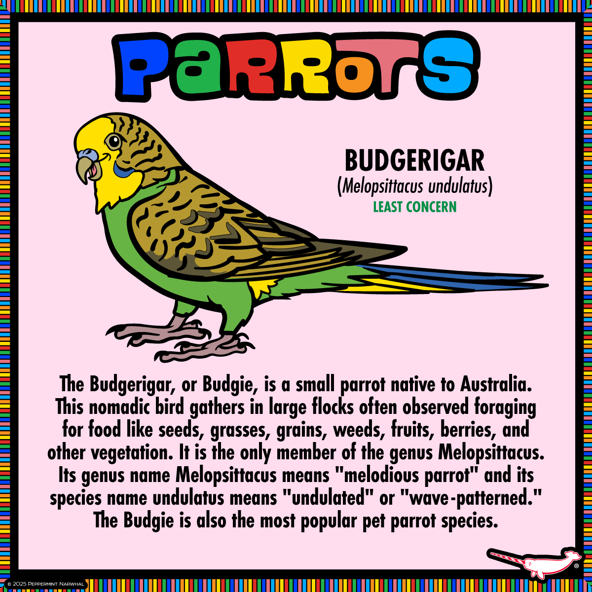 #Parrots - #Budgerigar 

ONLY 2 DAYS LEFT!
#PeppermintNarwhal's #Kickstarter #Make100 - #Parrots - Pledge Now! kickstarter.com/projects/peppe…

Hurry! The campaign ends Sat. Feb. 1, 2025.