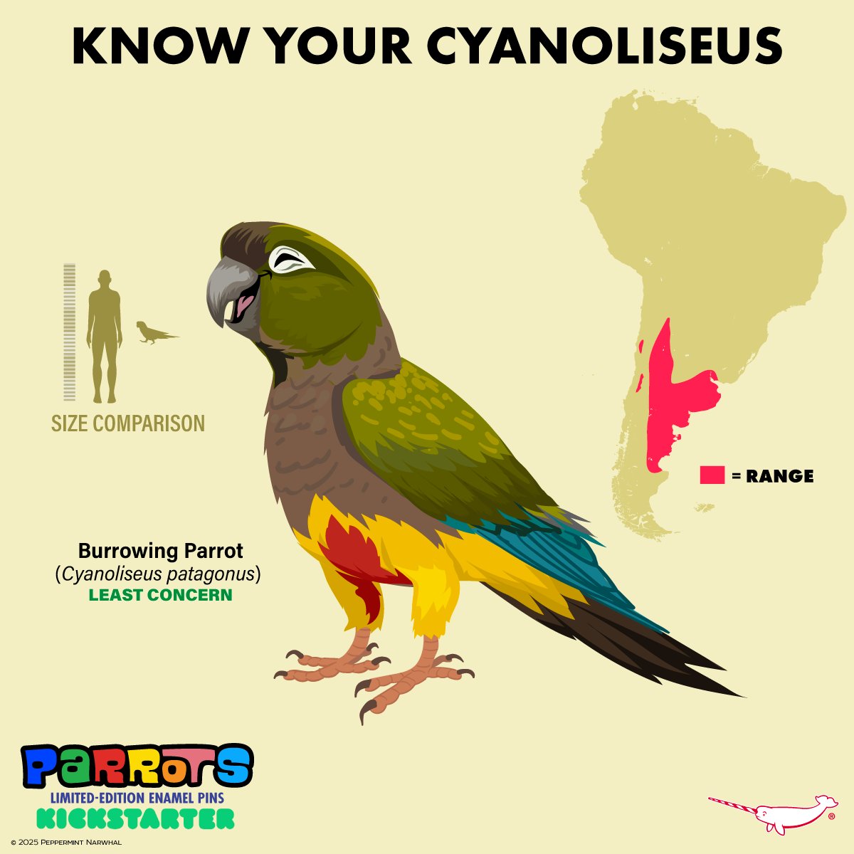 #Parrots - #KnowYourCyanoliseus
#BurrowingParrot

ONLY 2 DAYS LEFT!
#PeppermintNarwhal's #Kickstarter #Make100 - #Parrots - Pledge Now! kickstarter.com/projects/peppe…
Hurry! Campaign ends Sat. Feb. 1, 2025.