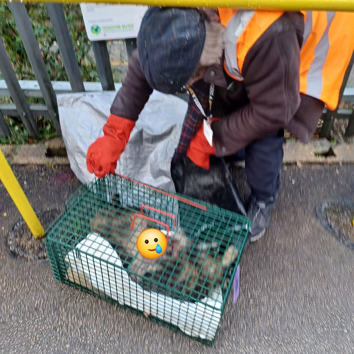 Today we had our first rescue of the year after an injured badger was found at Belper railway station. Many thanks to Kev who called us and stayed with the badger until our rescuer arrived. 
 He was sadly PTS at the vets due to the extent of his injuries 😭.