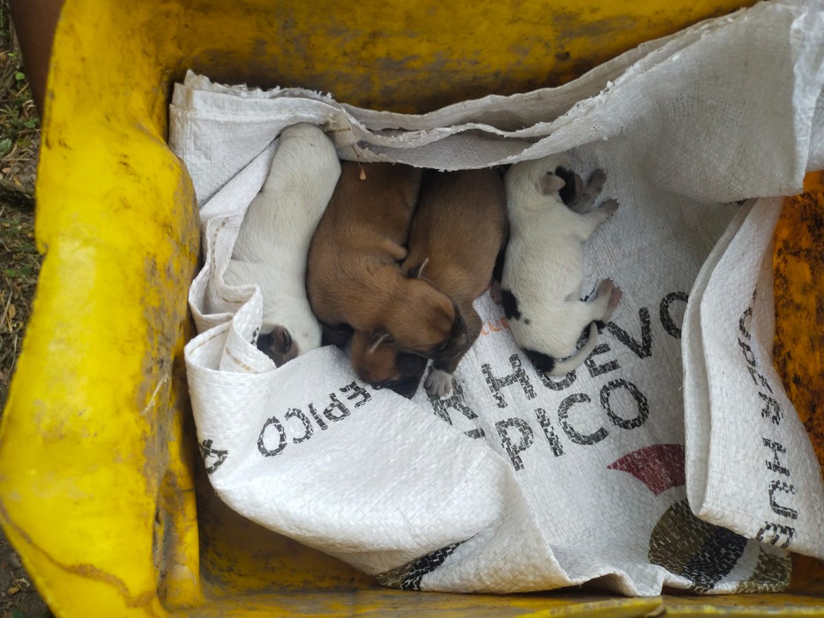 BomberoFarfan's tweet photo. Para @Bomberoscundi no existe vida pequeña. 
Hoy en el municipio de #Viota personal de Bomberos rescata canina con sus crias las cuáles se encontraban atrapadas bajo tierra. https://t.co/pFnislmmmu
