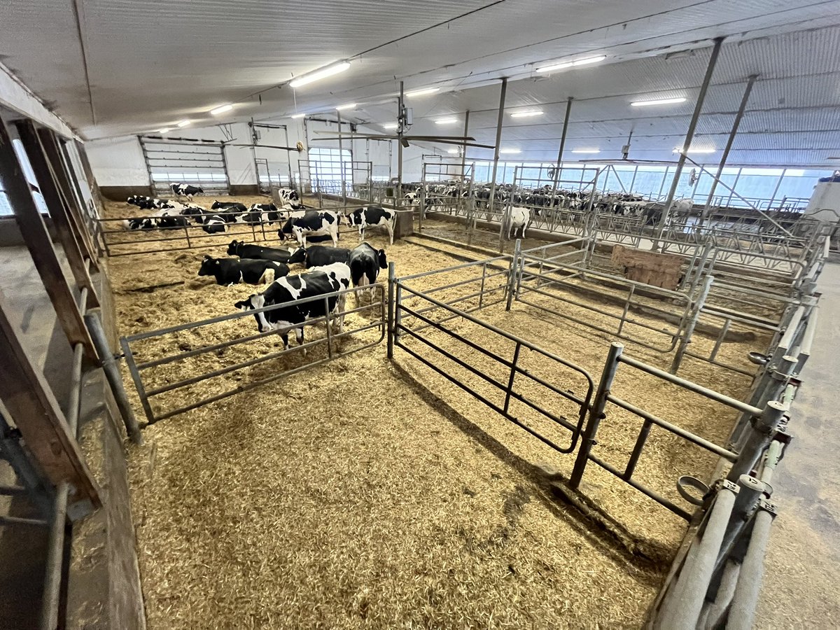 A layer of sand for good footing, 3 bales of straw and we have some seriously happy pregnant cows that eat, drink, chew, sleep and repeat until calving.
