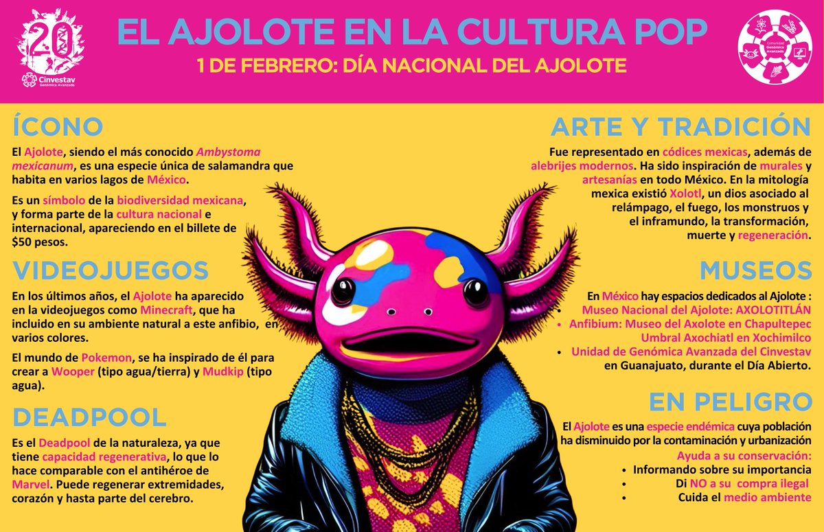 uga_langebio's tweet photo. 🟢El 1 de febrero se celebra el Día Nacional del #Ajolote #Mexicano🇲🇽, una especie icónica y símbolo de la #biodiversidad mexicana.
🟢Forma parte de la cultura pop, desde sus apariciones en Minecraft, hasta el "ajolopeso"💵, la razón más fuerte para ahorrar: tenerlos guardados. https://t.co/LyV6yvvbMU