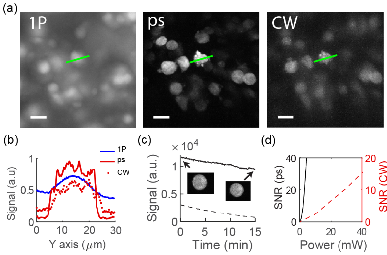 There is some cool new #photophysics in town! Check out <a href="/tripletimaging/">Triplet</a>, the startup created by <a href="/jdwong_campos/">David Wong-Campos</a> <a href="/Mackenzie_then/">Mackenzie Dion</a> to explore #multiphoton #Microscopy via long-lived intermediate states: tripletimaging.co/s/dye_paper tripletimaging.co/s/proteins