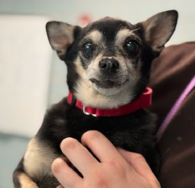 TAV4ACCMedicals's tweet photo. Peanut Butter 219554 &amp;
Jelly 219555
#NewIntake #NYCACC 
#SaveOurSeniors 
PB is a 14 yr old boy
J is a 12 yr old girl
Both have medical needs
Peanut Butter
https://t.co/MO9IVi5huP
Jelly
https://t.co/HMtPCTm1Y5
Save PB &amp; J!
#pledge #foster #adopt https://t.co/smPYWuOBEG