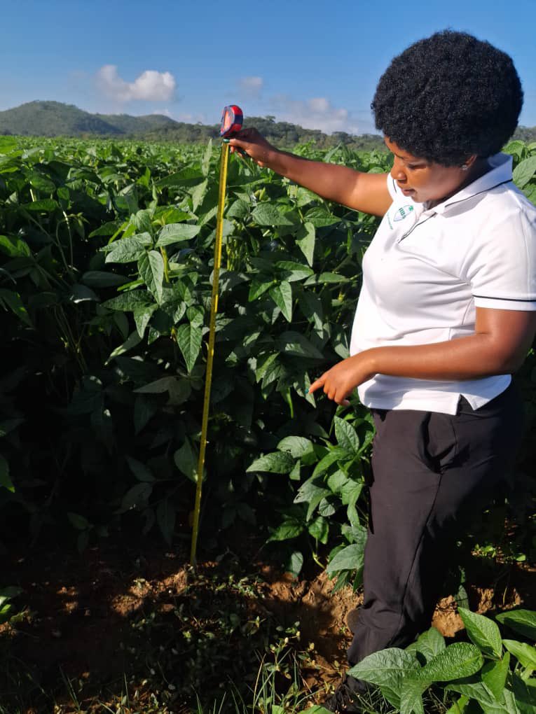 SeedCo has turned 85 years!….. It is celebrating partnering with farmers across Africa. Today we had a thrilling expirience at Chivaraidze Farm, Goromonzi. Where we expirienced Good Genetics and Good agronomic practices in soya bean blocks. Key take aways were largely on early