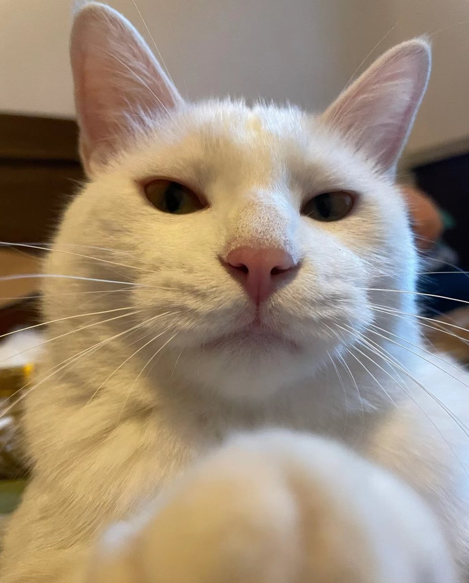 coco tan lindo, lo amo con toda mi alma