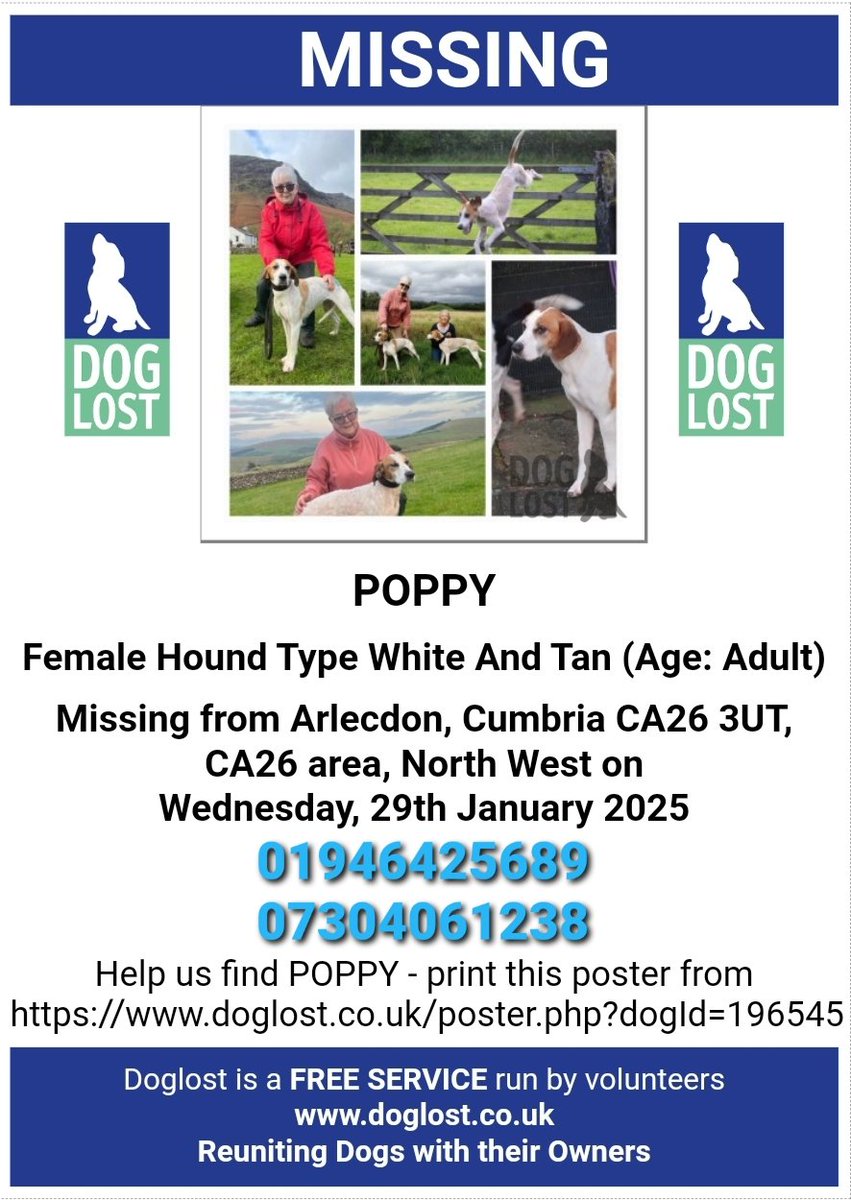 MissingPetsGB's tweet photo. 🐕 POPPY has been #missing from Arlecdon #Cumbria #CA26 since 29 January 2025 after she escaped the garden.  She has been seen several times but has been spooked from people trying to catch her &amp; has run.
If anybody sees her, do not call or chase her. Please phone numbers below. https://t.co/h5RHIzjnIo