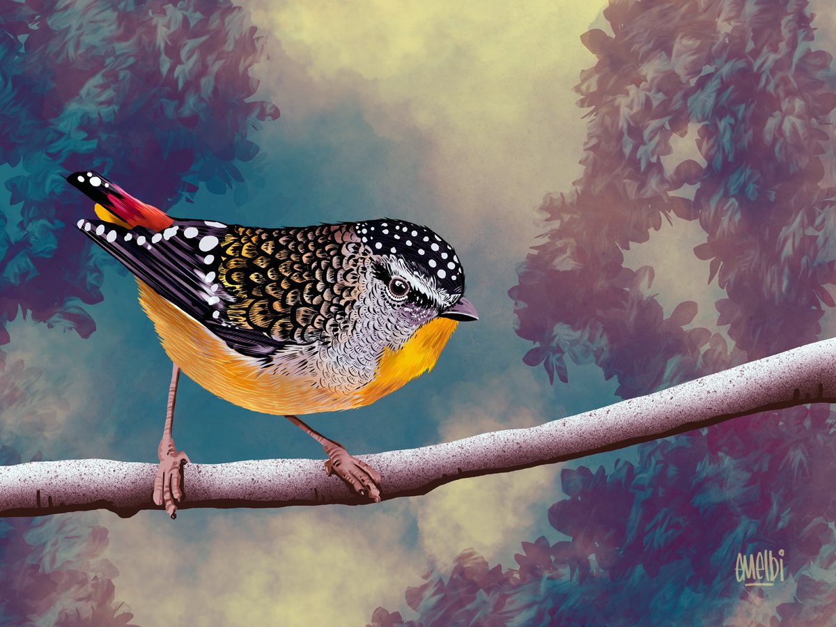 Spotted Pardalote. My image for day thirty  one of #birbfest2025 #procreate #procreateartist #birdart #birbfest #spottedpardalote