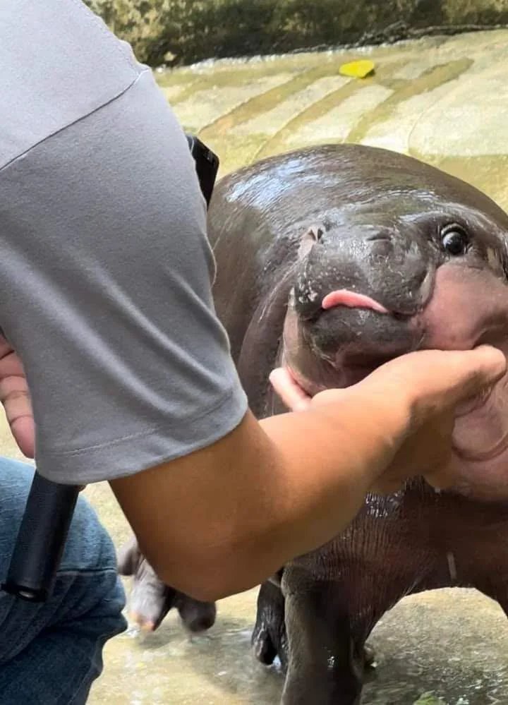 Too cute to ignore...
Too chaotic to forget!

#moodeng 🥰