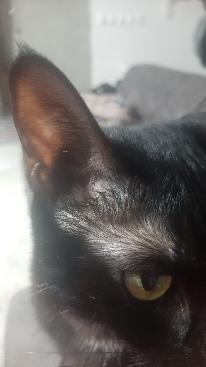 #گشنیزخانوم