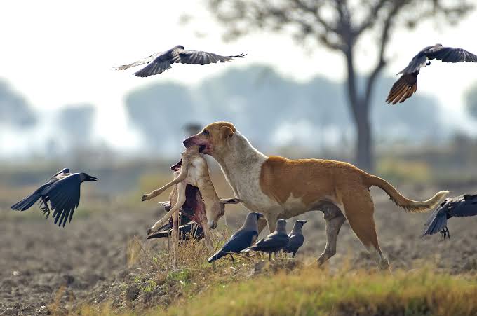 NiluferSabuncu's tweet photo. Hayvansever değiller, sadece, köpekseverler !

Ve kesinlikle, insansevmezler !

 @herkesicinCHP @AYMBASKANLIGI @Akparti https://t.co/uw8VnAP68Z