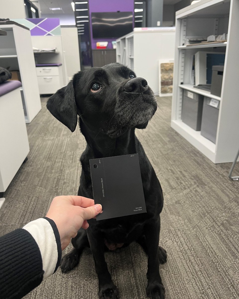 🐾 Our Directors of Goodness (D.O.G.) got a designer-approved color match! 🎨✨

Emma’s fur is a perfect blend of <a href="/SherwinWilliams/">Sherwin-Williams</a>  7012 Creamy &amp; 7008 Alabaster, 🤍 while Kaia is rocking Sherwin Williams 6258 Tricorn Black—a classic. 🖤 

#SWColorLove
