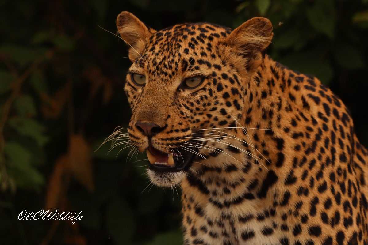 OliCWildlife's tweet photo. The last few days have been absolutely UNBELIEVABLE for sightings of my favourite animal! @CampGaronga #safari #leopard #big5 #garonga #africa #southafrica https://t.co/o3aZ3GaHAV