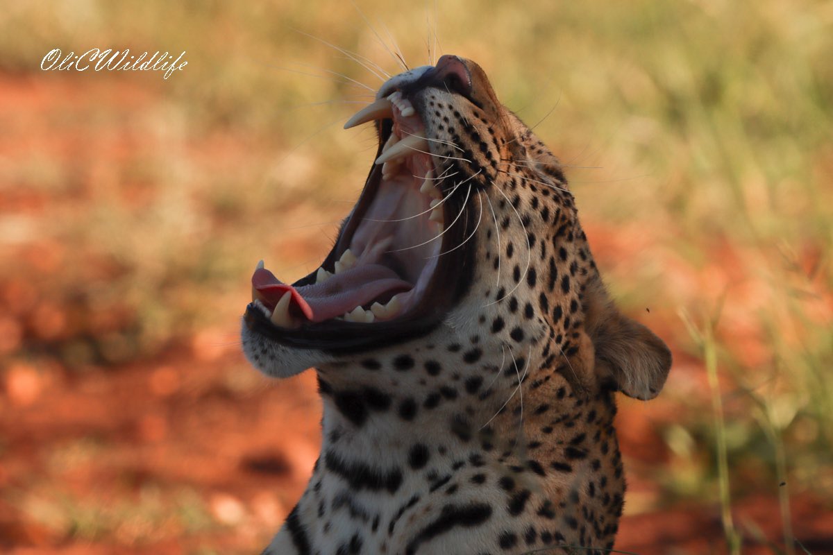 OliCWildlife's tweet photo. The last few days have been absolutely UNBELIEVABLE for sightings of my favourite animal! @CampGaronga #safari #leopard #big5 #garonga #africa #southafrica https://t.co/o3aZ3GaHAV