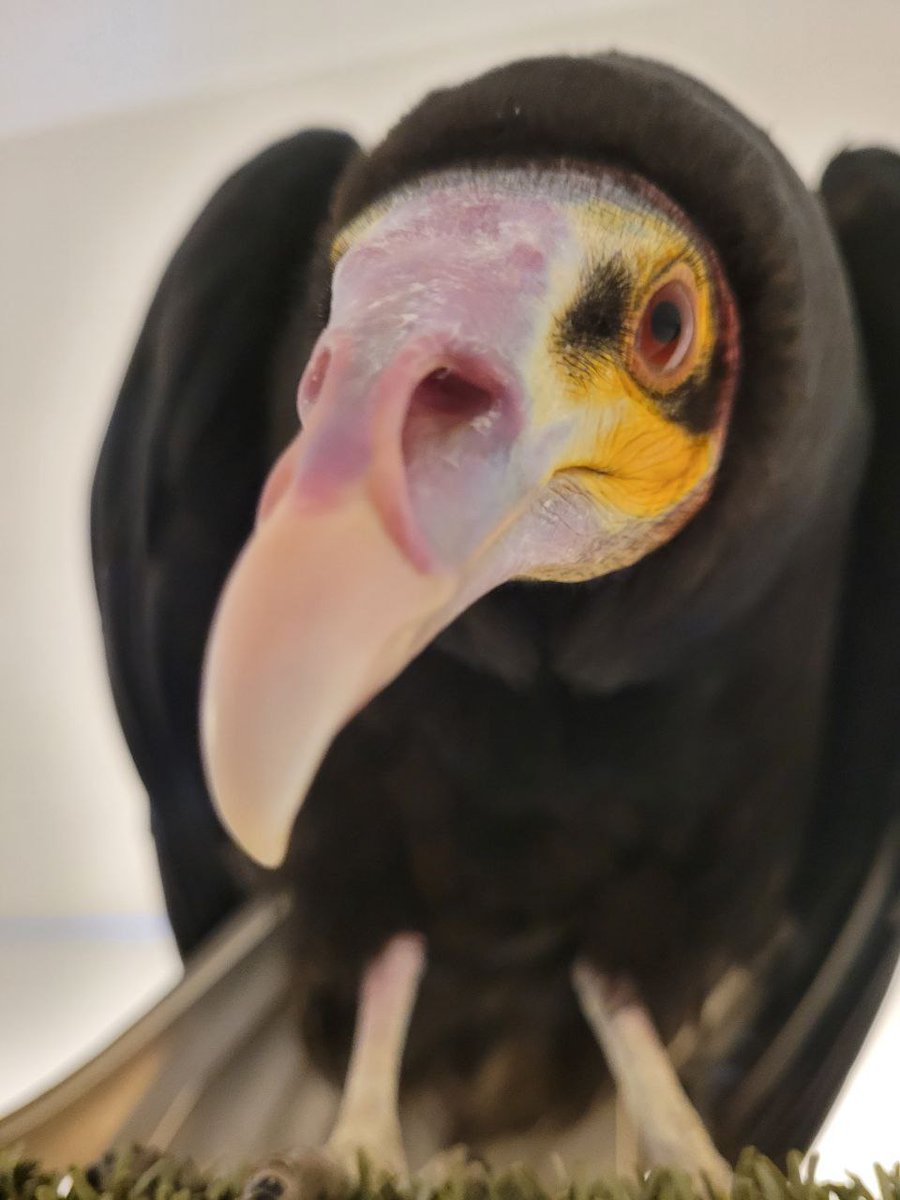 Foxfeather Zenkova tweet media