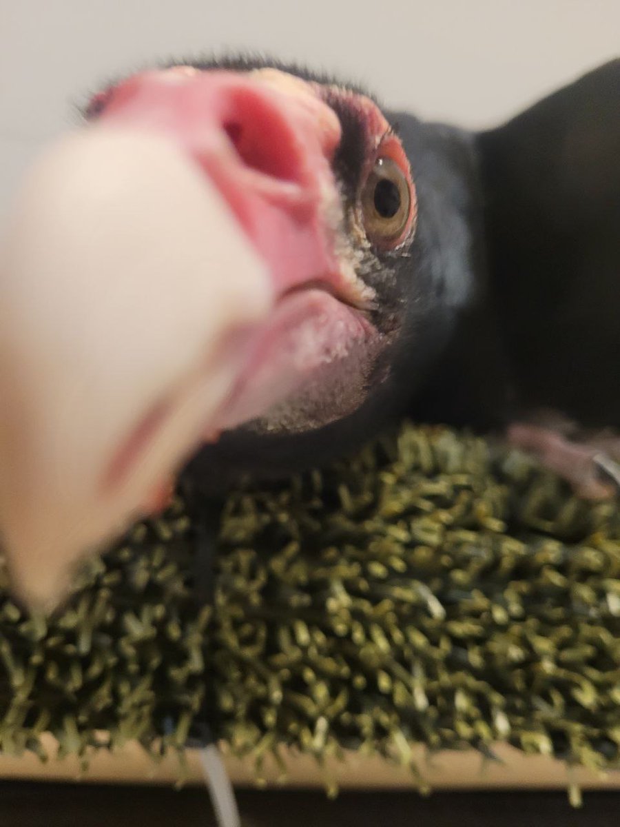 Foxfeather Zenkova tweet media