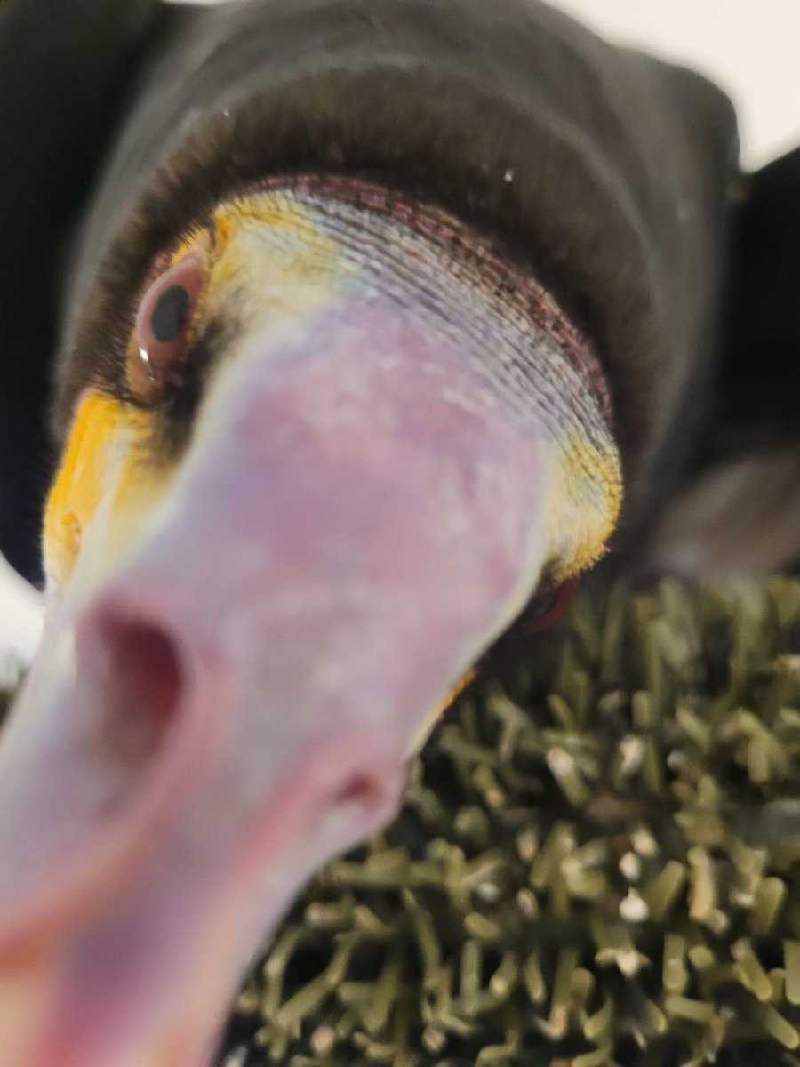 Foxfeather Zenkova tweet media