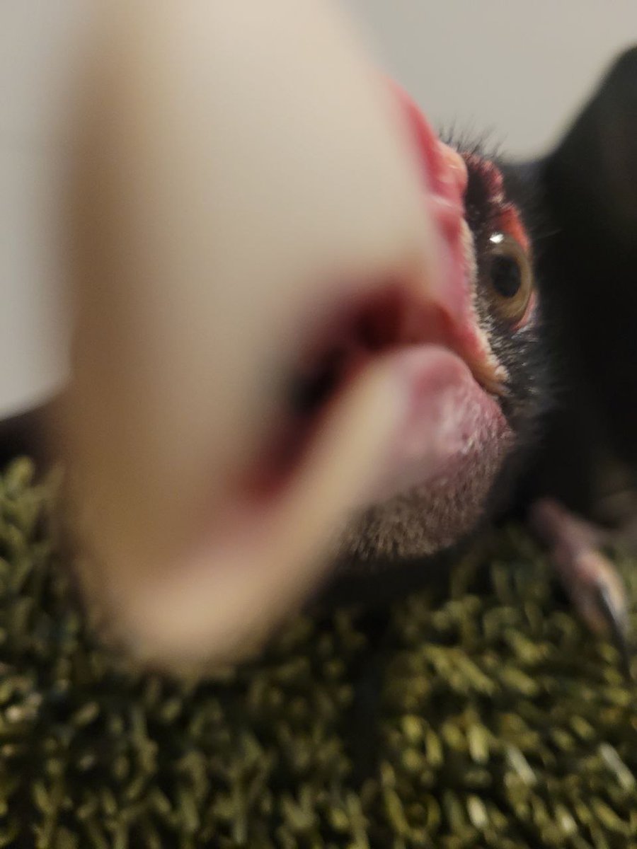 Foxfeather Zenkova tweet media