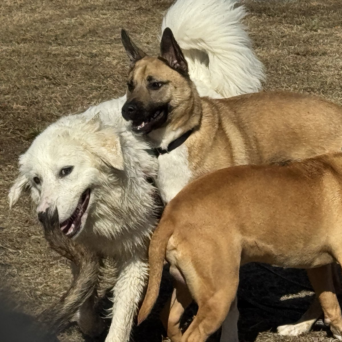spcaoftexas's tweet photo. Join us tomorrow, February 1, from 2 to 5 p.m. @ 2400 Lone Star Drive for a special Dogs Playing for Life viewing event! Watch shelter dogs have fun in structured playgroups! Come fall in love, & maybe even bring home a new best friend!
#DogsPlayingForLife #AdoptDontShop https://t.co/6bdneZIjYn