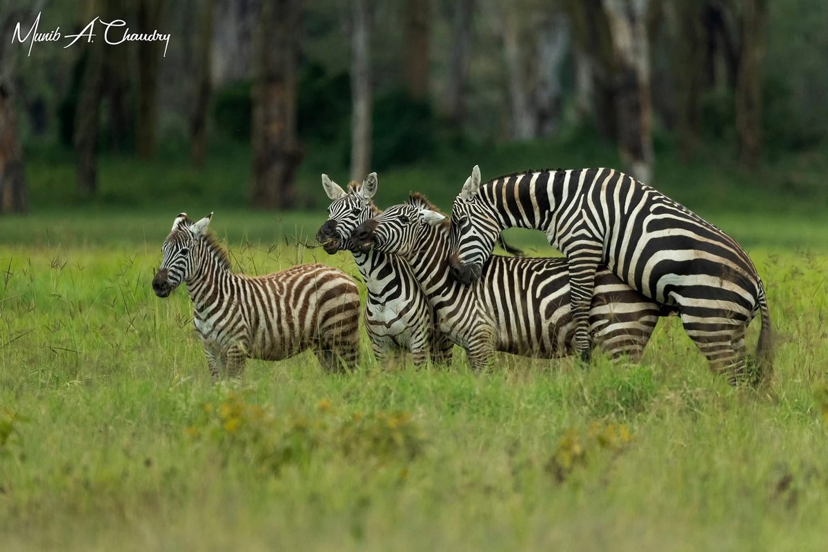 31st January is the International Zebra Day celebrating this amazing species of Mother Nature. Common Zebra photographed in Lake Nakuru National Park. #internationalzebraday #wildlife #wildlife_photography #nature #nature_photography #canon #canonphotography