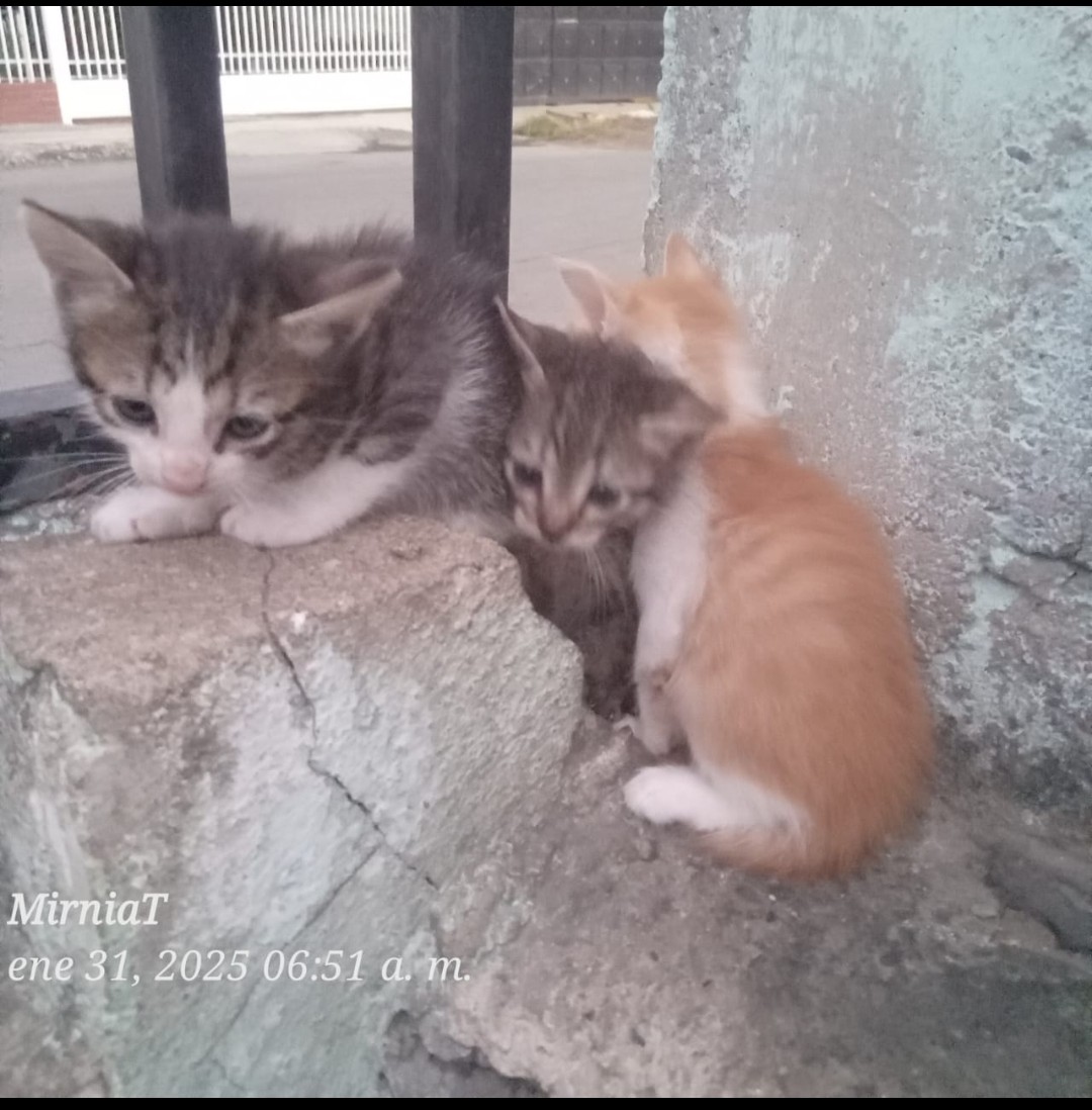 Esto no los dejaron de regalito a las 6am, hay q ser bien desgraciado para llenar a tus vecinos de animales por tu irresponsabilidad. Miren no encuentro q hacer con los q tengo y nos tiran más. No tengo como alimentar más animales. Que le pasa a la gente. Ni las 📷 los paran