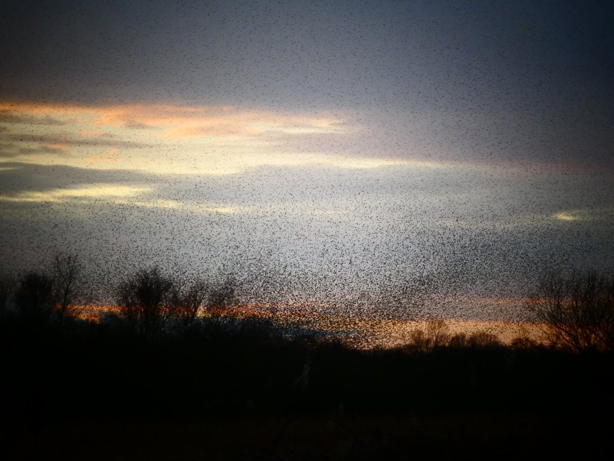 Spent a lovely few hours at rspb reserve, Ham wall, a fab way to wave goodbye to January! Amazing sights and sounds. And as the sun set over the marshes, we heard the otherworldly boom of the secretive bittern 😁 Brilliant! @rspbengland #BirdsOfTwitter #sunsets #naturebeauty