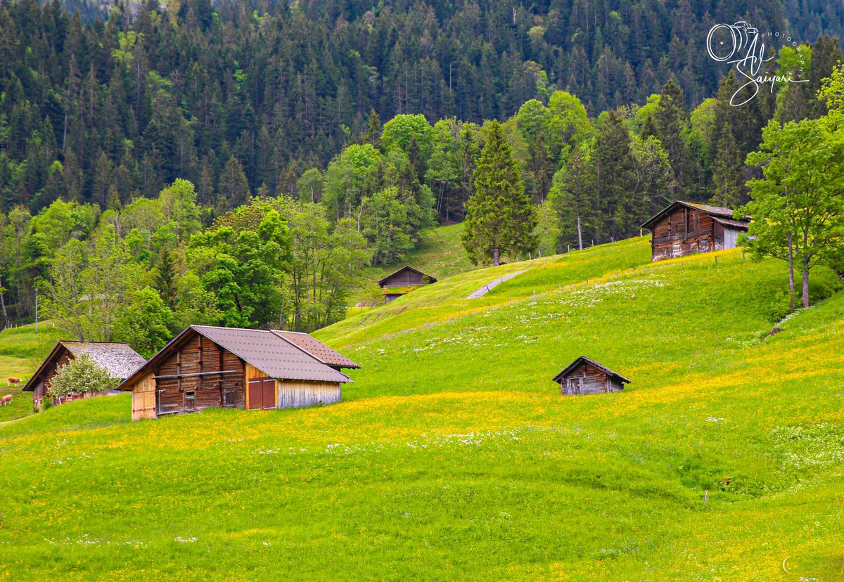 في حضن الطبيعة، حيث تهمس الريح للأشجار بأغنية الغياب، وحيث يحتضن العشب خطى العابرين كأنها أسرار لا تُباح… هناك، بين الأكواخ الخشبية والسفوح العاشقة، تتجلى الحياة في أبسط صورها، وتهمس لنا أن السعادة لا تحتاج أكثر من قلب يرى الجمال في كل شيء. 🌿💚✨

#طبيعة #هدوء #جمال_الكون