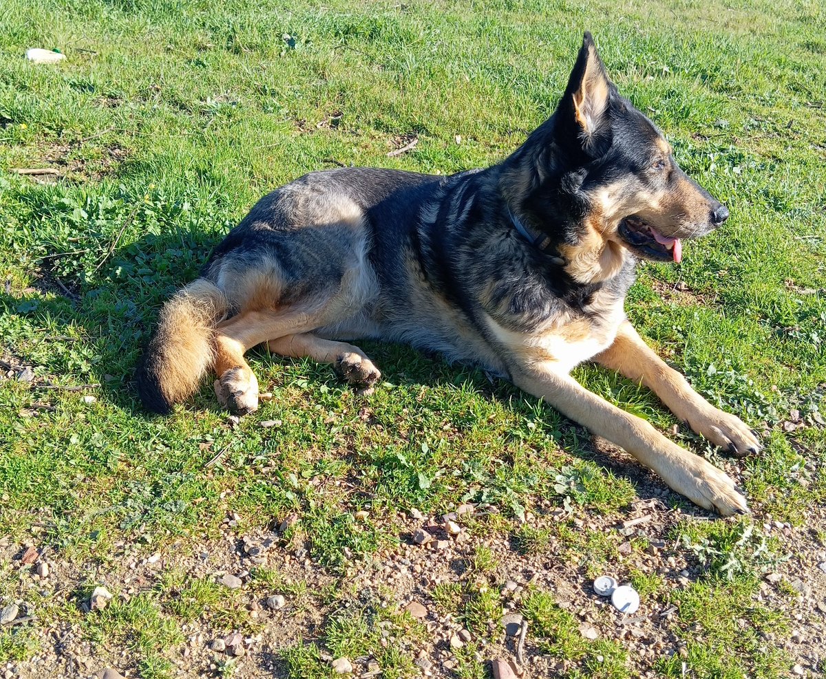 Maya ha aprovechado el buen tiempo y el solecito tumbada en el césped. Es una perra tranquila que le encanta el sol y los mimos. ¿Le buscamos una familia?
#AdoptMe #Adopta