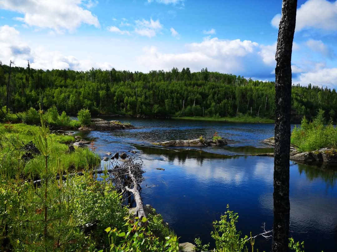The next Webinar Wednesday is in exactly 2 weeks! Join us for a presentation about how wildfire and forest harvesting impacts the understory vegetation species that are important to Indigenous communities. Info and registration here:

friresearch.ca/news/tek-beyon…