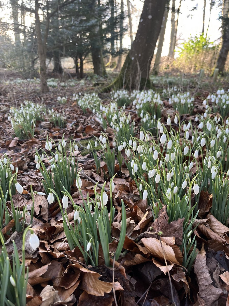 WallingtonNt's tweet photo. @RockingMagpie They’re starting to pop up now. At different stages in different places. https://t.co/bCkSTh5325
