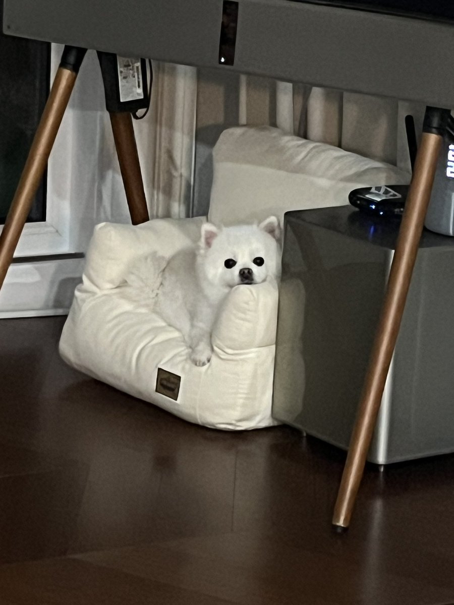 peyz05's tweet image. 커엽티비