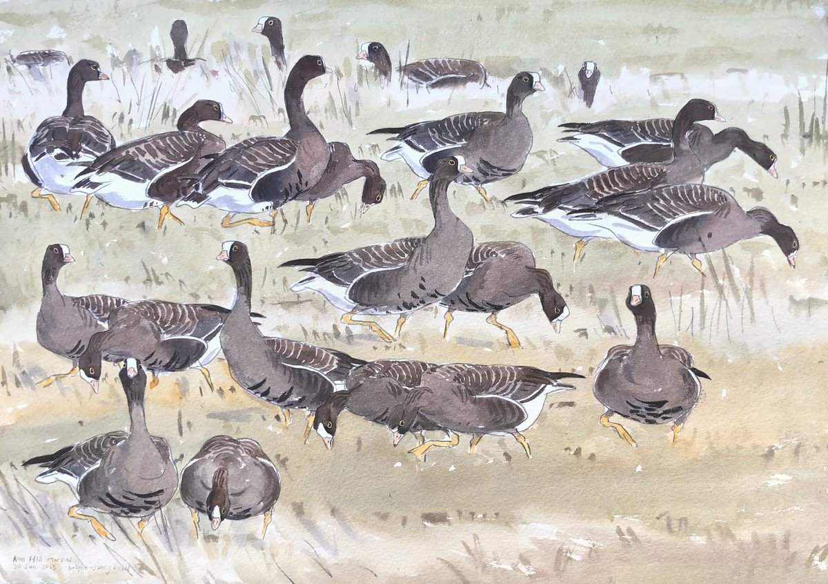 Lesser White-fronted Geese field painting. The flock of of 24 birds from the Swedish reintroduction scheme have been a real delight. First time I've seen and heard a flock of this attractive species in a wild setting