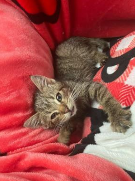 I got a new cat. Did I forget to say I also got a dog two months ago? Well, here's Dude (dog) and Nature (cat)