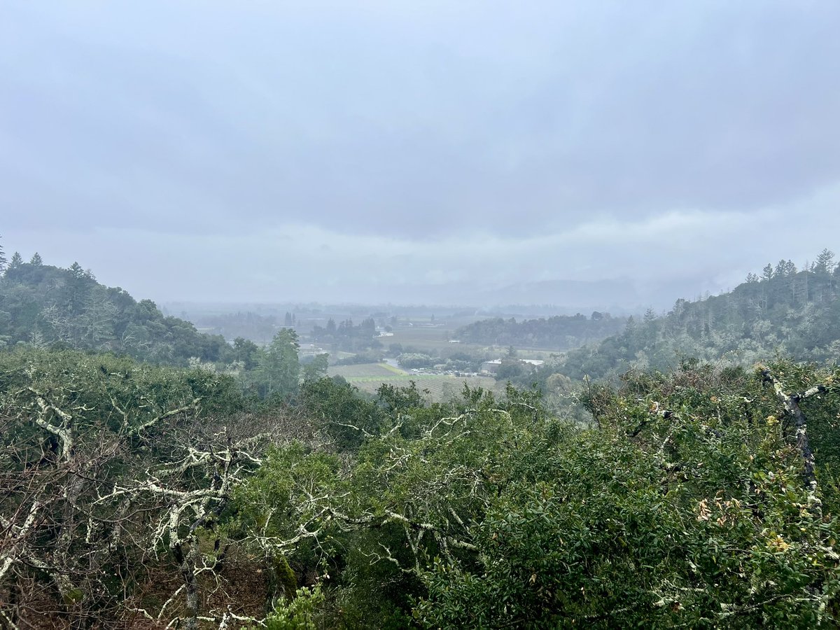 A rainy day in Napa calls for wine 🍷#rutherfordhill