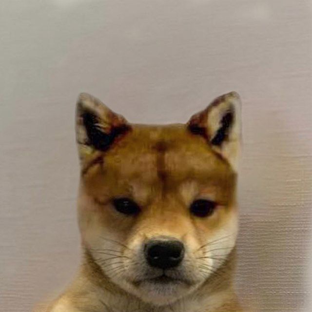 wifoutOfficial's tweet photo. All you need is this dog and conviction https://t.co/uX5tUdZ8b3