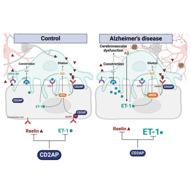 Online now:  Loss of endothelial CD2AP causes sex-dependent cerebrovascular dysfunction dlvr.it/THj72w