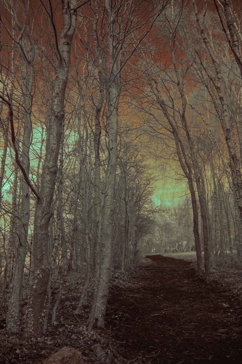 gregoreroach's tweet photo. Park lea Port Glasgow Inverclyde Scotland #PortGlasgow #Inverclyde #Scotland #Trees #inferred @discinverclyde @VisitScotland @AdminParklea https://t.co/PGETqhZb7H