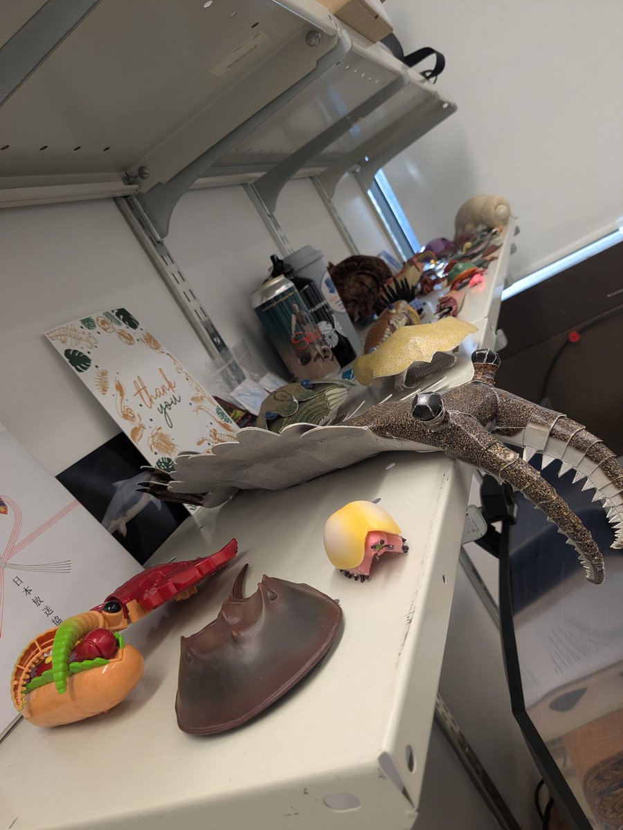 CambroJoe's tweet photo. The office collection of #fossil invertebrate toys is taking over, but I'm ok with that...
#FossilFriday #Anomalocaris #Cambroraster #cephalopod #seascorpion #trilobite https://t.co/eMj8hGgsll