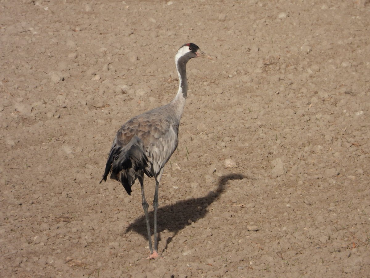 6.712 #grullas es el censo de esta semana en #lagunadeGallocanta, #reservaNatural