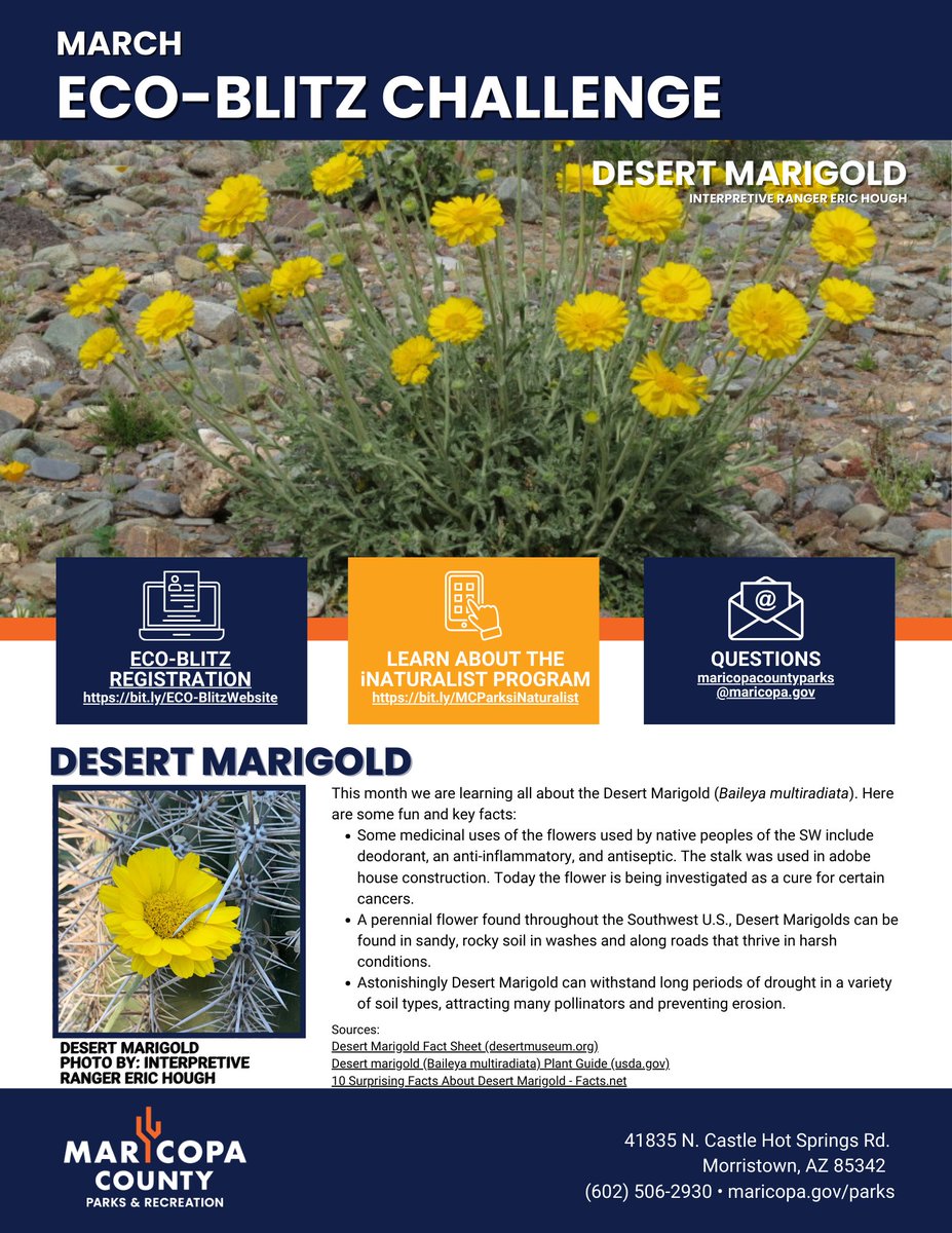 Did you know that Desert Marigold has beneficial health properties? To learn more about this species, visit:
· Eco-Blitz Program: maricopacountyparks.net/about-us/eco-b…
· Park Programs: maricopacountyparks.net/about-us/eco-b…
· iNaturalist: inaturalist.org/projects/maric…