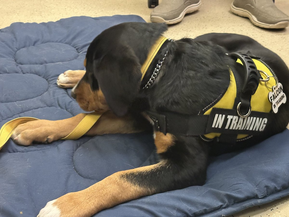 Evan Debo (@evandebopr) on Twitter photo Great morning on the press tour showing off the newest Franklin Heights High School Golden Falcon. Meet Luna, our new <a href="/FCSOTherapyK9/">FCSO Therapy K9</a> team member! Great morning on the press tour showing off the newest Franklin Heights High School Golden Falcon. Meet Luna, our new <a href="/FCSOTherapyK9/">FCSO Therapy K9</a> team member!