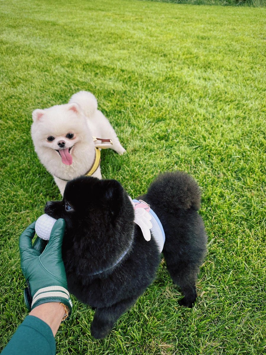 AntVoGTR's tweet image. 🌅 Sunrise, Swing, and Serenity ⛳
There's nothing like an early morning round—the crisp air, the golden sun, and the quiet focus. Step onto the course and find your peace! 🏞️✨ #MorningGolf #GolfEscape #SwingInStyle