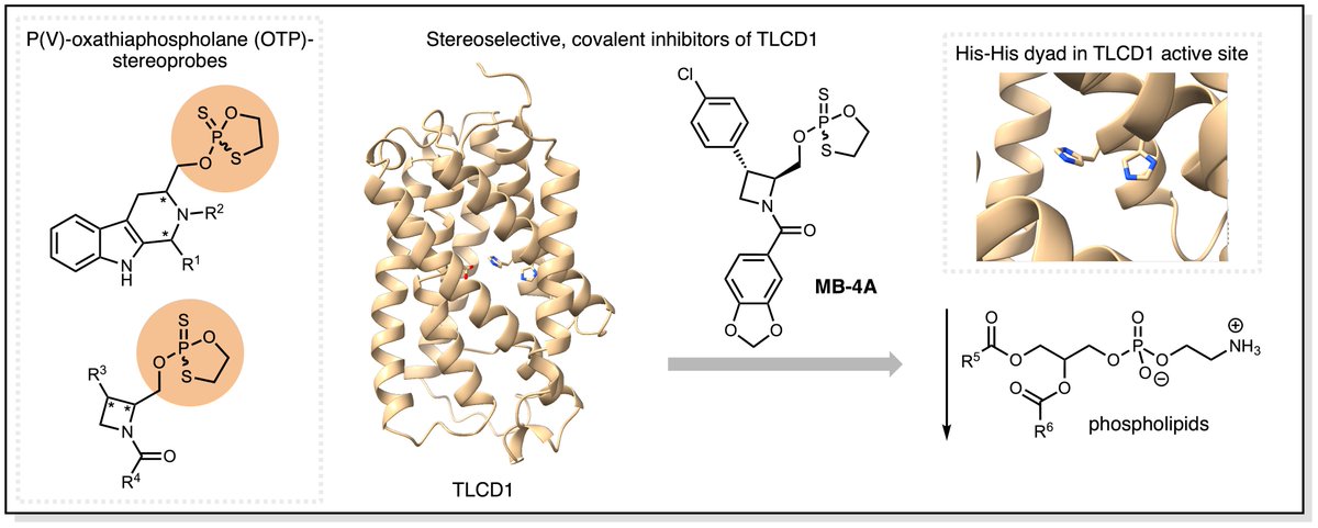 Excited to share this work profiling a new P(V)-electrophile using our stereoprobe platform, where we discover a first-in-class, cell-active inhibitor of integral membrane protein TLCD1 and ID critical catalytic residues! Great collab w/<a href="/BaranLabReads/">Baran Lab</a> biorxiv.org/content/10.110…