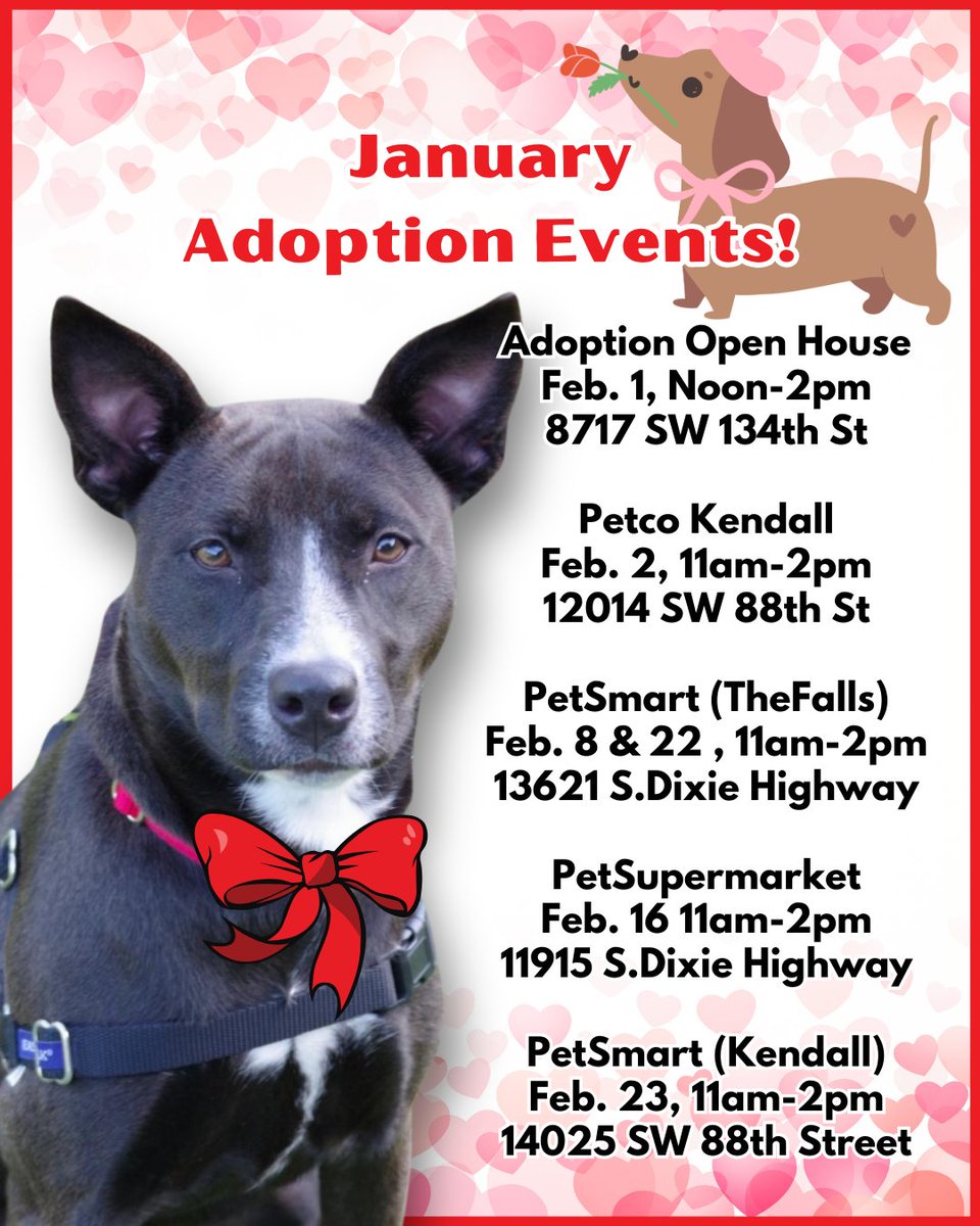 paws4you's tweet photo. February Adoption Events ❤️ #PAWS4you #AdoptDontShop #Miami #AdoptionEvents https://t.co/SjhaNRpqei