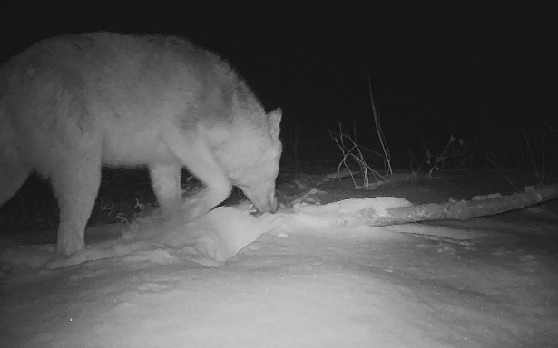 Help me identify some #NaturePhotography I live in Meredith, nh on 50 acres, next to over 300 acres of conservation land. Coyote or Wolf or Domestic? #animals
