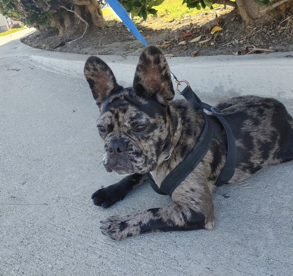 We just added a new 4 legged member to the Jack household. Meet 6 month old French bulldog rescue “Taz”!